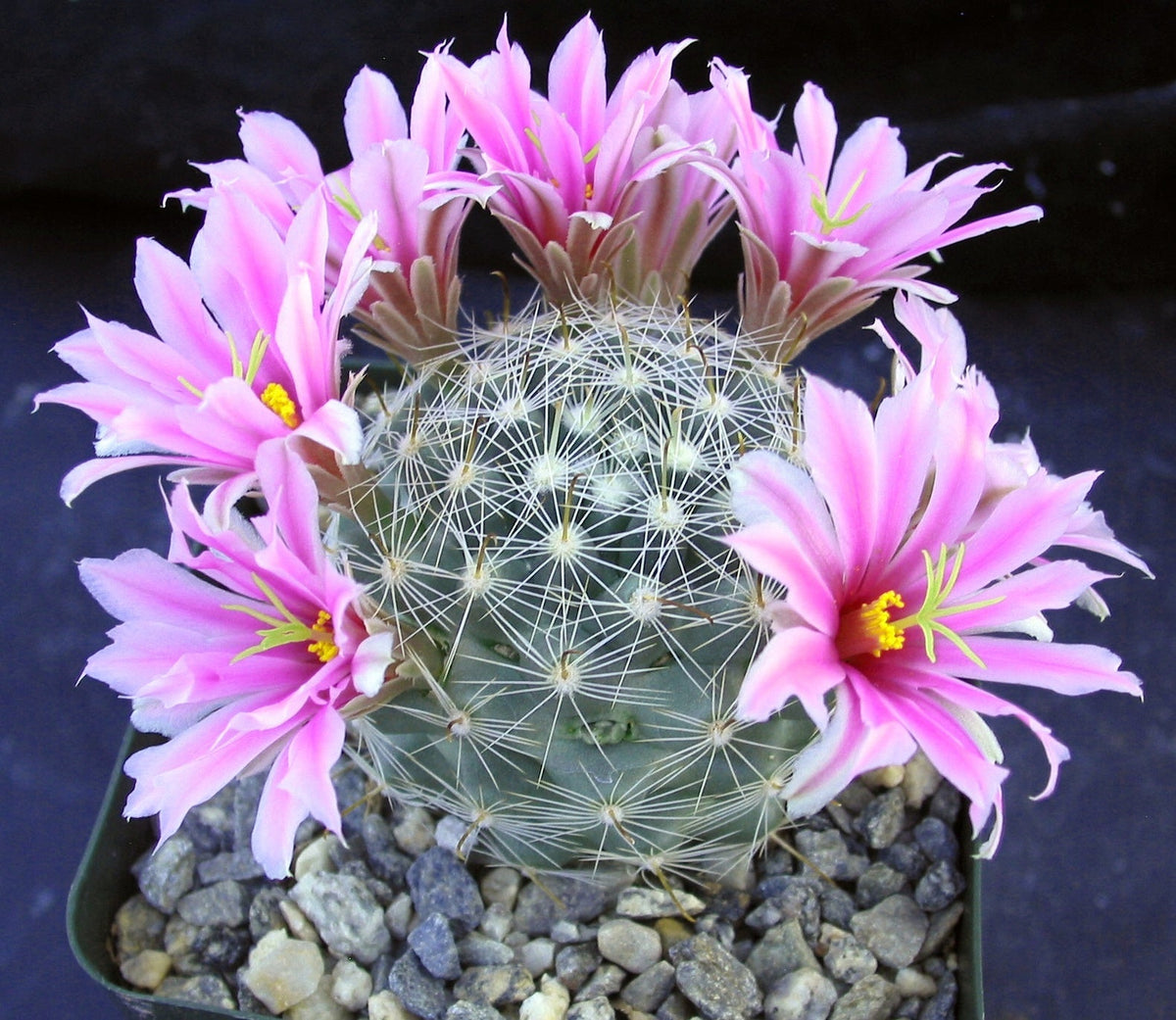 Mammillaria boolii