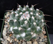 Load image into Gallery viewer, Mammillaria bucareliensis