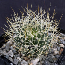 Load image into Gallery viewer, Mammillaria camptotricha
