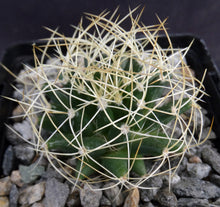 Load image into Gallery viewer, Mammillaria camptotricha