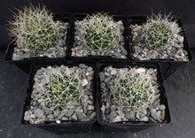 Load image into Gallery viewer, Mammillaria camptotricha