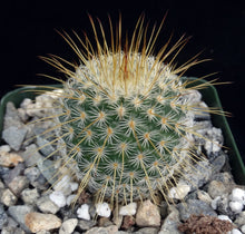 Load image into Gallery viewer, Mammillaria dixanthocentron