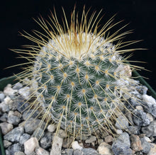 Load image into Gallery viewer, Mammillaria dixanthocentron