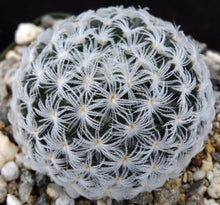 Load image into Gallery viewer, Mammillaria duwei Spineless form