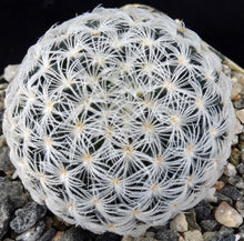 Load image into Gallery viewer, Mammillaria duwei Spineless form
