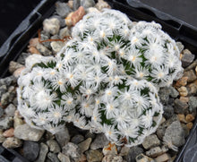 Load image into Gallery viewer, Mammillaria duwei Clumping plants!