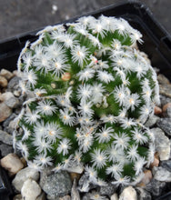 Load image into Gallery viewer, Mammillaria duwei Clumping plants!