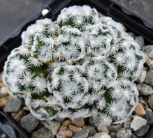 Load image into Gallery viewer, Mammillaria duwei Clumping plants!