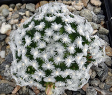 Load image into Gallery viewer, Mammillaria duwei Clumping plants!