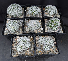 Load image into Gallery viewer, Mammillaria duwei Clumping plants!
