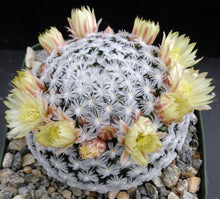 Load image into Gallery viewer, Mammillaria duwei Spineless form