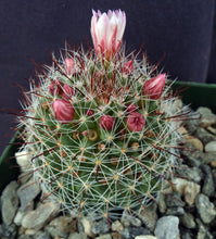 Load image into Gallery viewer, Mammillaria fittkaui