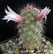 Load image into Gallery viewer, Mammillaria fraileana