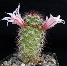Load image into Gallery viewer, Mammillaria fraileana