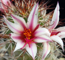 Load image into Gallery viewer, Mammillaria fraileana