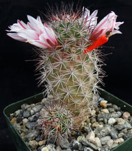 Load image into Gallery viewer, Mammillaria fraileana
