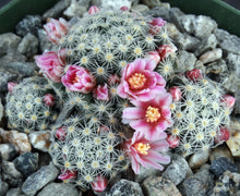 Load image into Gallery viewer, Mammillaria schiedeana ssp. giselae