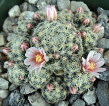 Load image into Gallery viewer, Mammillaria schiedeana ssp. giselae