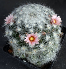 Load image into Gallery viewer, Mammillaria glassii