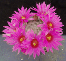 Load image into Gallery viewer, Mammillaria guelzowiana Clumping plant!