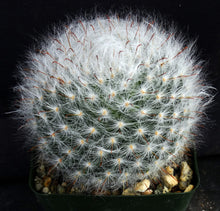 Load image into Gallery viewer, Mammillaria guelzowiana