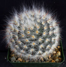 Load image into Gallery viewer, Mammillaria guelzowiana