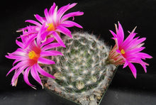 Load image into Gallery viewer, Mammillaria guelzowiana