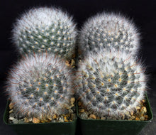 Load image into Gallery viewer, Mammillaria guelzowiana