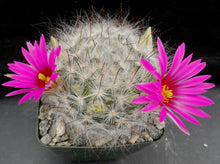 Load image into Gallery viewer, Mammillaria guelzowiana