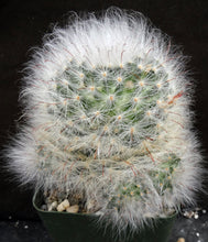 Load image into Gallery viewer, Mammillaria guelzowiana Clumping plant!