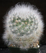 Load image into Gallery viewer, Mammillaria guelzowiana Clumping plant!