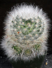 Load image into Gallery viewer, Mammillaria guelzowiana Clumping plant!