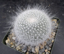 Load image into Gallery viewer, Mammillaria hahniana