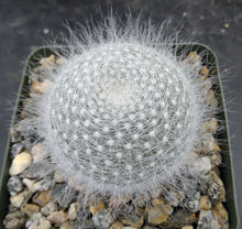 Load image into Gallery viewer, Mammillaria hahniana