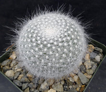 Load image into Gallery viewer, Mammillaria hahniana