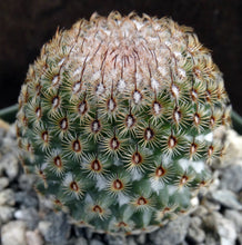 Load image into Gallery viewer, Mammillaria huitzilopochtli