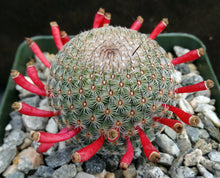 Load image into Gallery viewer, Mammillaria huitzilopochtli