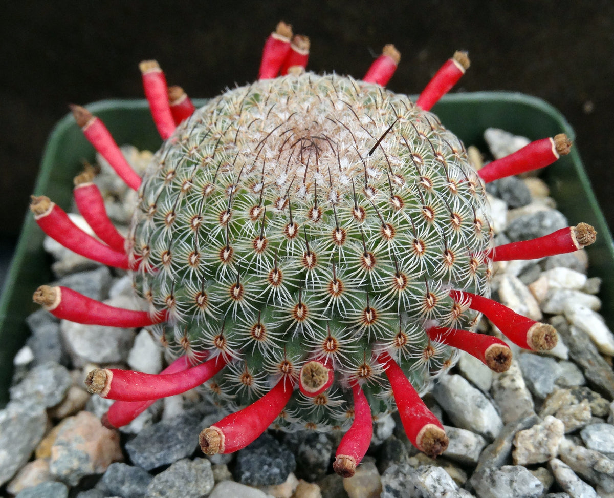 Mammillaria huitzilopochtli – Kyle's Plants