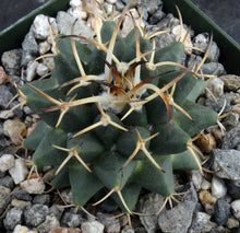 Load image into Gallery viewer, Mammillaria karwinskiana