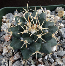 Load image into Gallery viewer, Mammillaria karwinskiana