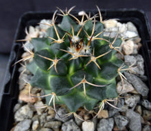 Load image into Gallery viewer, Mammillaria karwinskiana