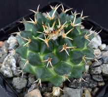 Load image into Gallery viewer, Mammillaria karwinskiana