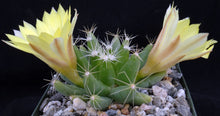 Load image into Gallery viewer, Mammillaria longimamma