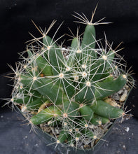 Load image into Gallery viewer, Mammillaria longimamma