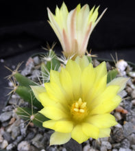 Load image into Gallery viewer, Mammillaria longimamma