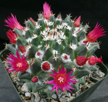 Load image into Gallery viewer, Mammillaria bucareliensis