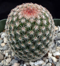 Load image into Gallery viewer, Mammillaria matudae