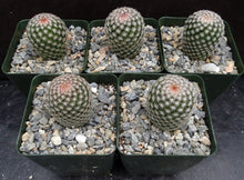 Load image into Gallery viewer, Mammillaria matudae