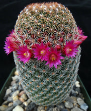 Load image into Gallery viewer, Mammillaria matudae