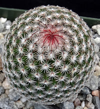 Load image into Gallery viewer, Mammillaria matudae